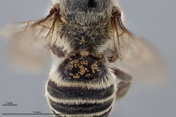 Media type: image;   Entomology 791627 Aspect: habitus dorsal view